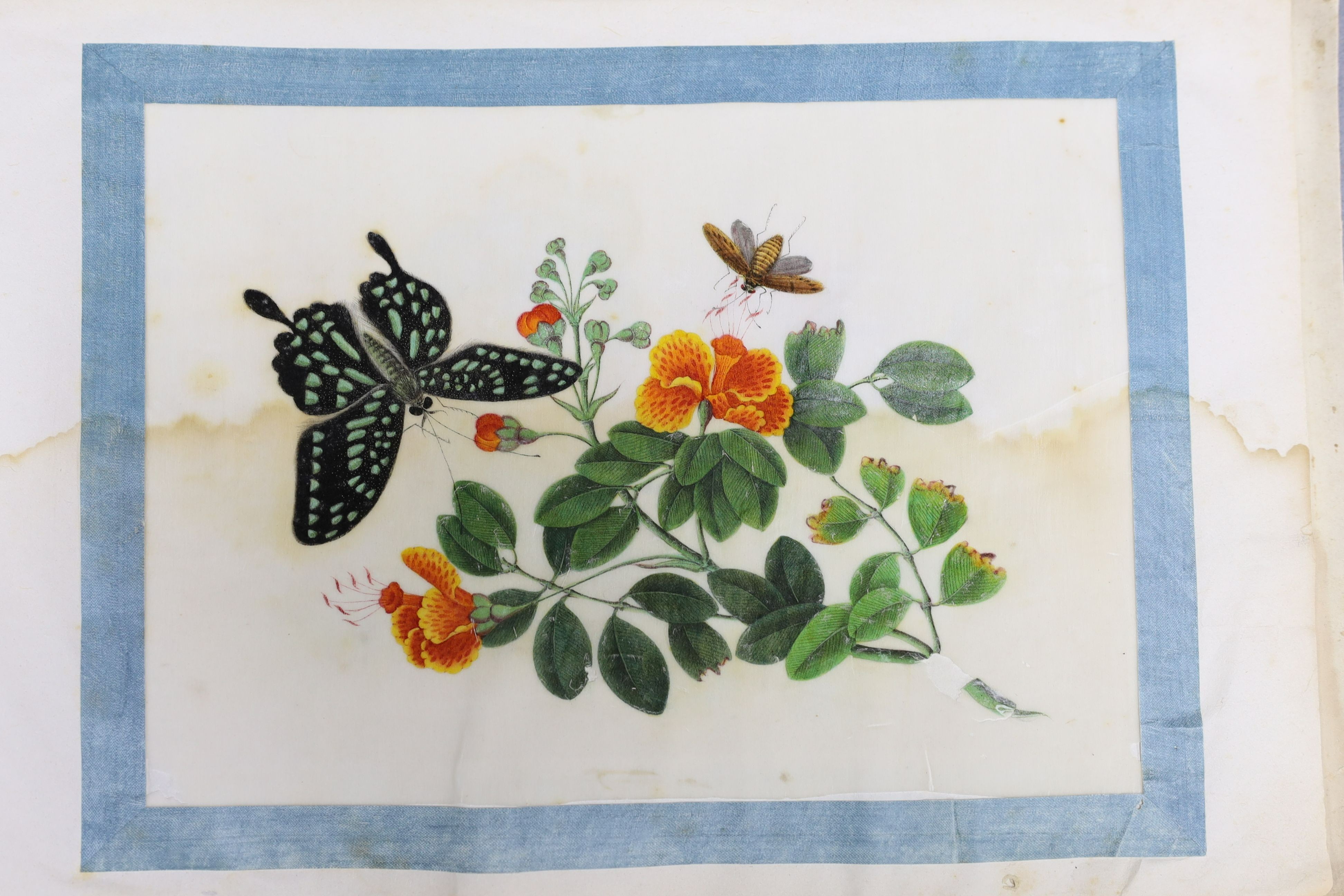 A Chinese album of ten pith paintings of birds amid butterflies, 19th century, Album 21.5cm x 34 cm